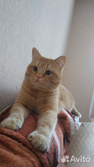 Кастрированный кот