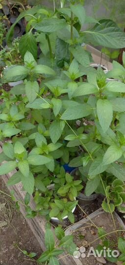 Усы клубники/малина/мята/тимьян/монарда и др