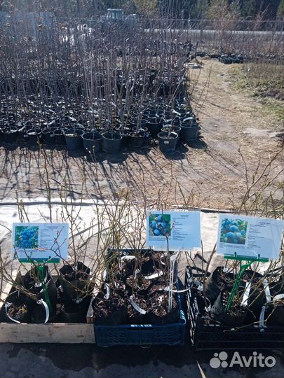 Голубика трехлетние саженцы