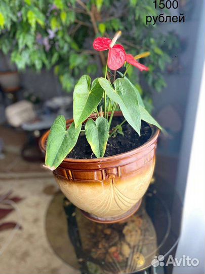 Цветы комнатные в керамических горшках