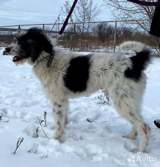 Бармалей ищет дом