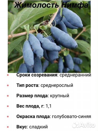 Жимолость съедобная