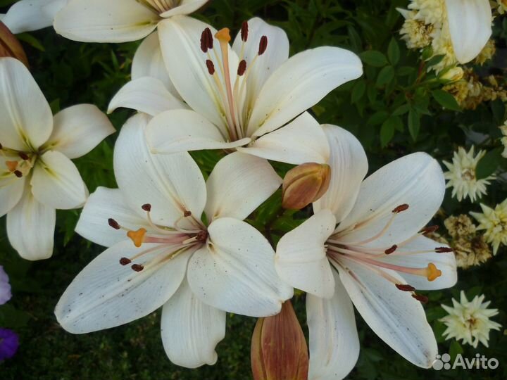 Лилии гибридные