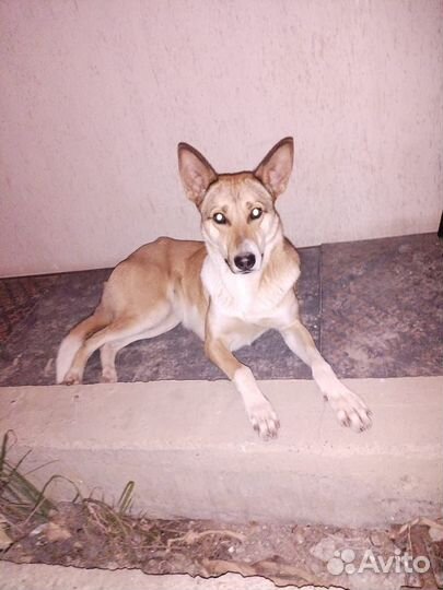 Собака с душой человека