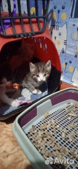 Котята 1.5 месяца
