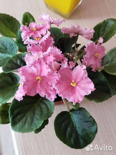 Фиалочка цветущая