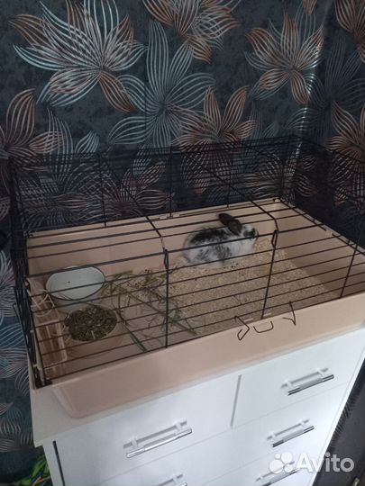 Кролики мясных пород