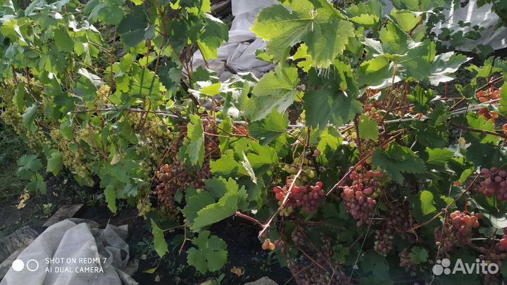 Саженцы винограда