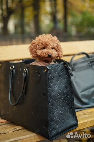 Той-пудель щенки РКФ