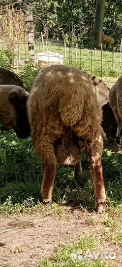 Бараны на племя