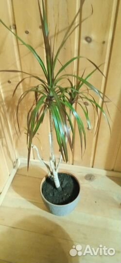 Пальма драцена