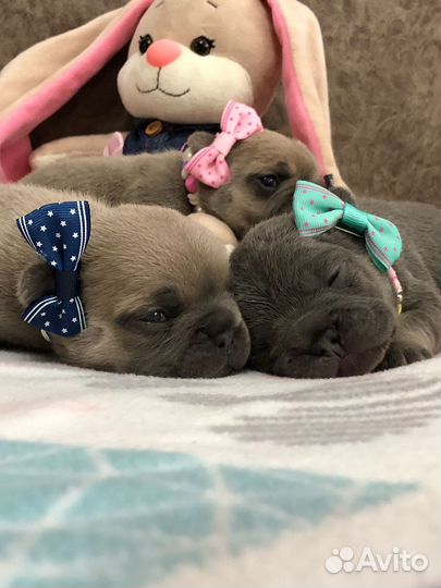 Французский бульдог щенки