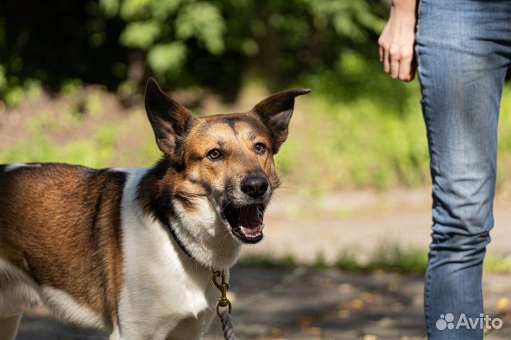 Собака в добрые руки