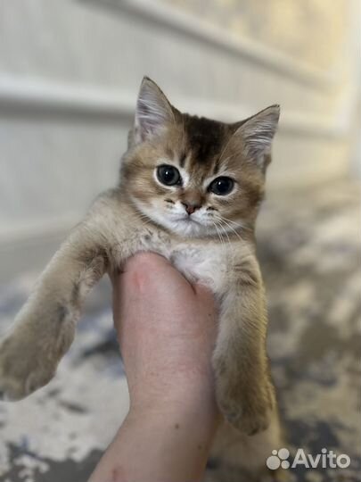 Золотая шиншилла