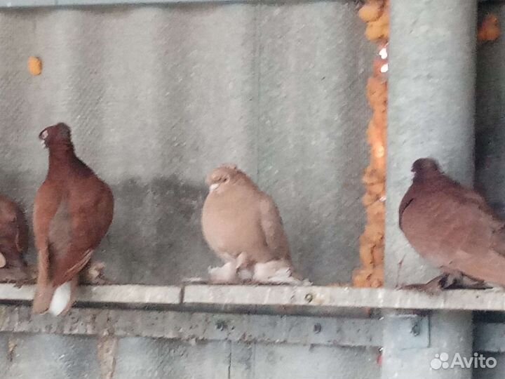 Обмен или продажа голубей
