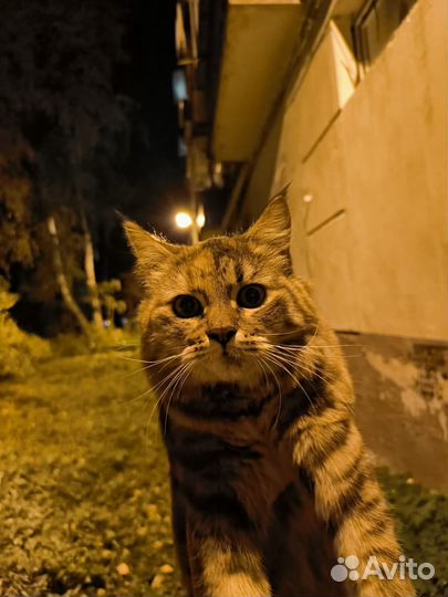 Кошечка в добрые руки