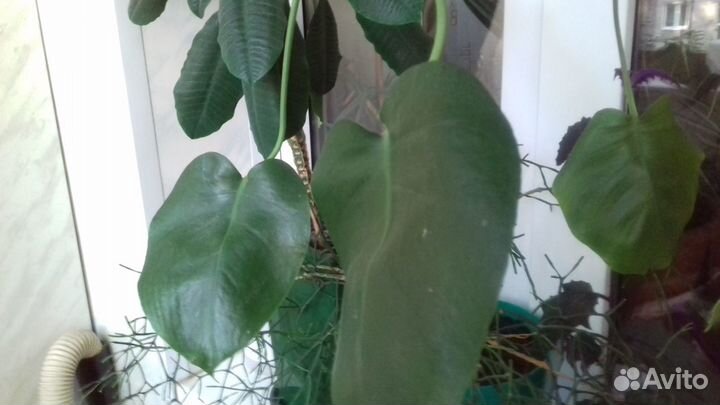 Комнатные растения