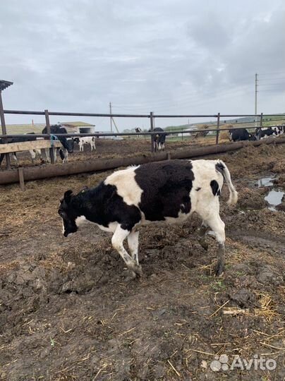 Телки бычки телята