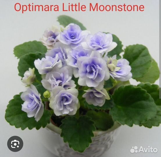 Детки сортовых фиалок