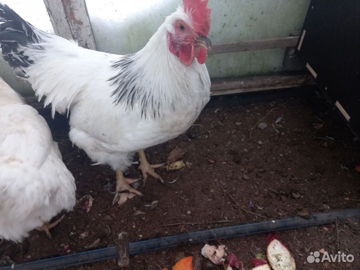 Молодые петухи Адлерская Серебристая