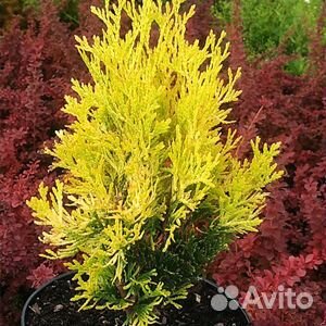 Туя Еллооу Риббон