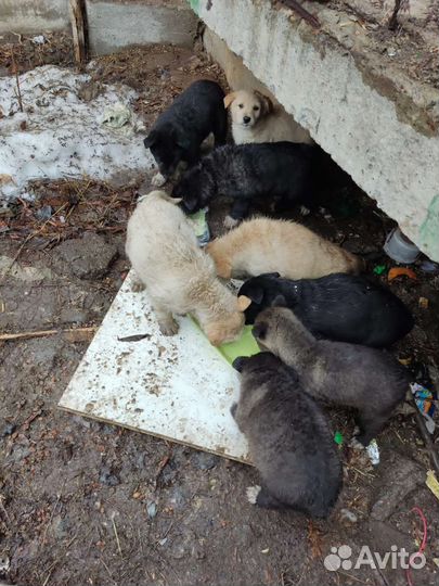 Щенки бесплатно