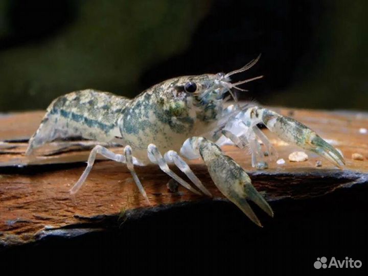 Карликовые аквариумные раки