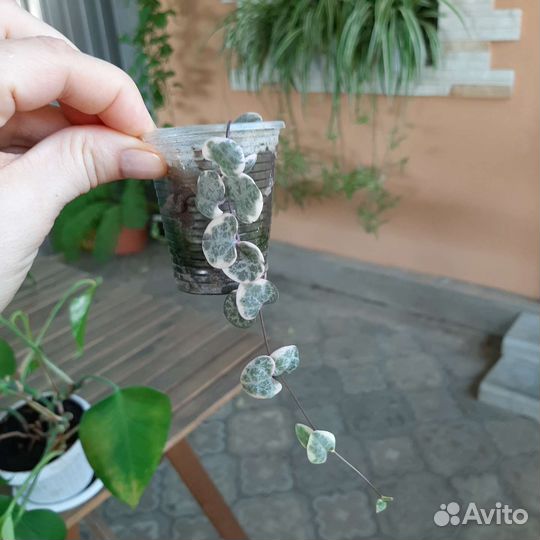 Церопегия вуда вариегатная