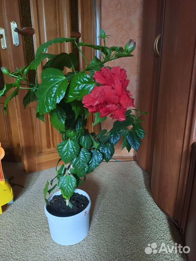 Гибискус китайская роза. долго и обильно цветет