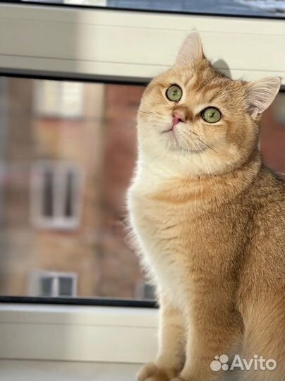 Золотая шиншилла вязка