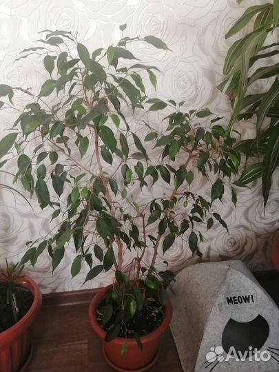 Фикус бенджамина