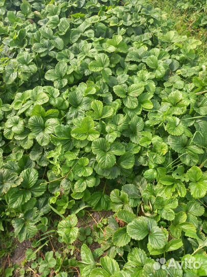 Клубника Зенга зенгана.и Украинская бомба