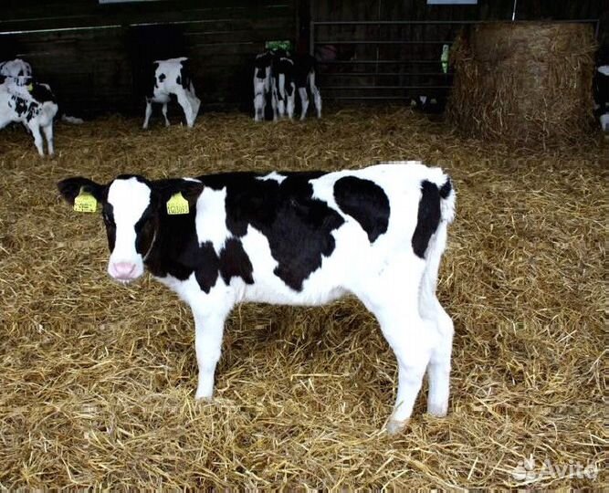 Телята Бычки без посредников