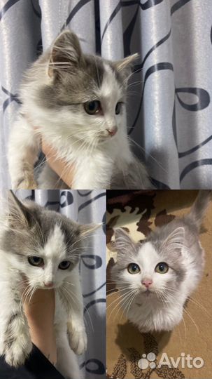 Кошечка в добрые руки