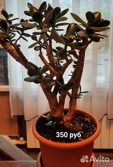 Денежные деревья, крассула, толстянка