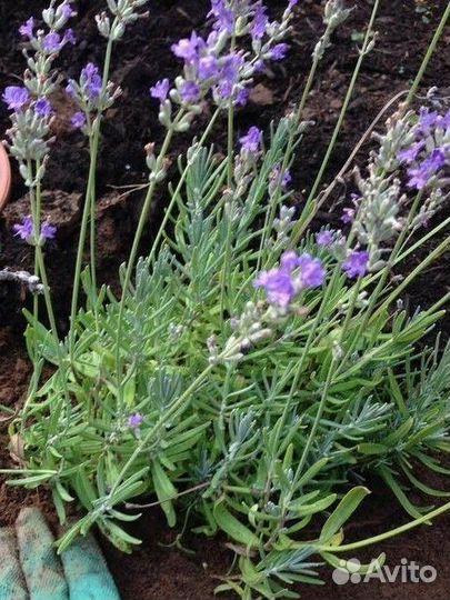 Саженцы пряно - ароматических растений для сада