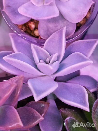 Суккуленты разные