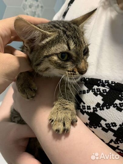 Котёнок девочка 2,5 месяца