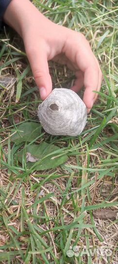 Осиные улии