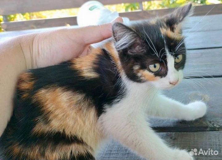 Трехцветное счастье ищет дом