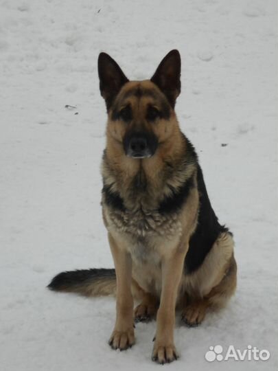 Дрессировка собак