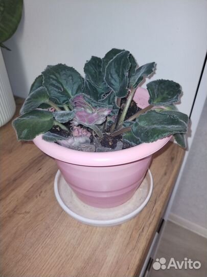 Продам комнатные цветы