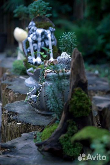 Бонсай Японский Булевар