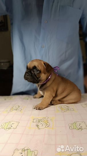 Щенок французского бульдога