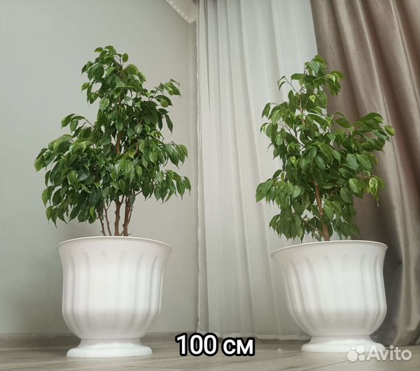 Фикус бенджамина