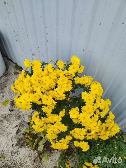 Хризантемы мультифлора