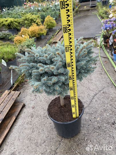 Ель глаука глобоза на штамбе