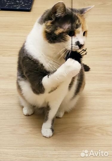 Игрушки для кошек