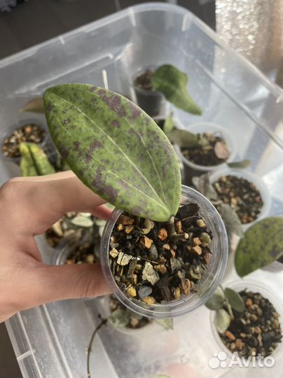 Хойя 3 на срез почтой 90 видов