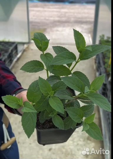 Гортензия Литл Рози Little Rosy